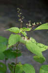 Canadian woodnettle